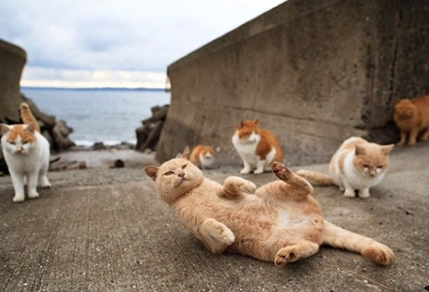 La isla de los gatos en Japon