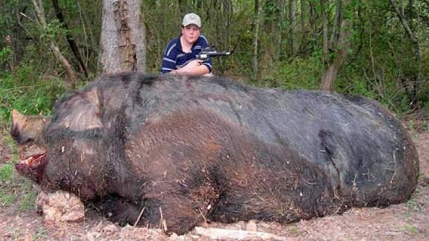 El cerdo mas grande del mundo