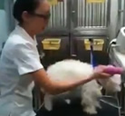Como afeitar un perro en un segundo